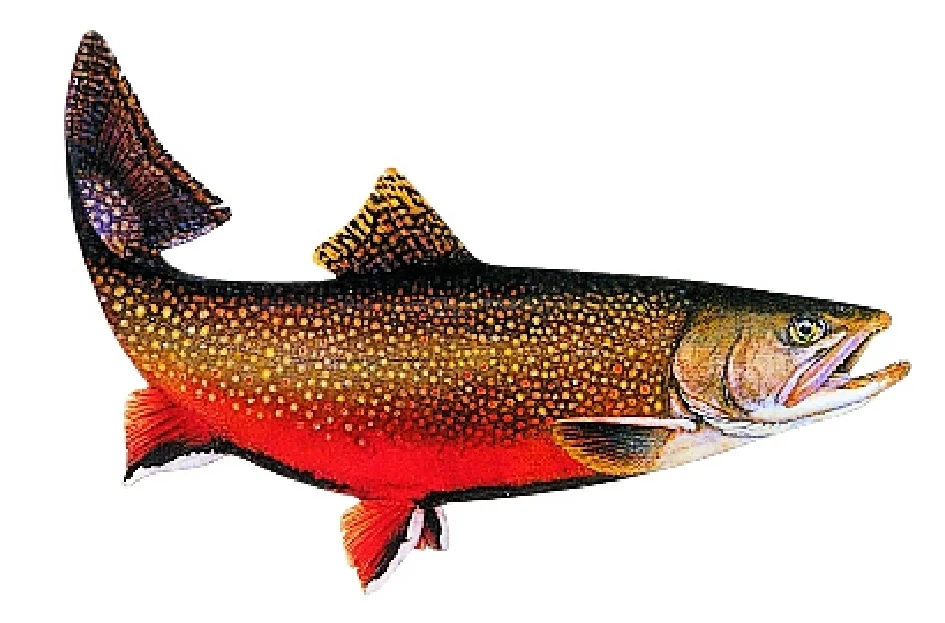 funfish385146